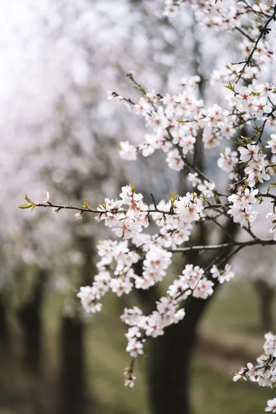 General Wallpaper 2208x3313 Nature Wallpaper 4K 2208x3313 Tree, Full HD, Portrait