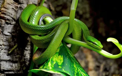 Crisp Vibrant Wallpaper Abstract Wallpaper 4K 1920x1200 Hd, Image, Of, A, Vibrant, Green, Snake, Coiled, Around, Slender, Branch, Amidst, Brown, Ultrawide, Full HD