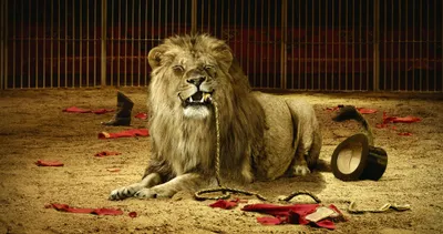 Vibrant Majestic Wallpaper Animals Wallpaper 4K 2020x1070 Hd, Desktop, Wallpaper, Featuring, A, Majestic, Lion, Laying, Sandy, Ground, Surrounded, Scattered, Orange, Ultrawide, Full HD