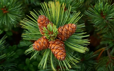 Close Pine Cones Wallpaper 4K, Nature category