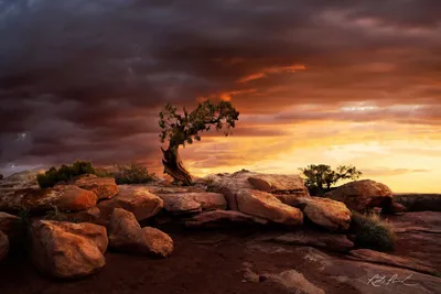 General Wallpaper 2046x1364 Nature Wallpaper 4K 2046x1364 Tree, Dead, Full HD, Landscape