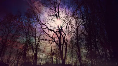 Dark Forest Wallpaper Nature Wallpaper 4K 1920x1080 Hd, Wallpaper:, Featuring, A, Forest, At, Dusk, With, Trees, Silhouetted, Against, Vibrant, Gray, White, Ultrawide, Full HD