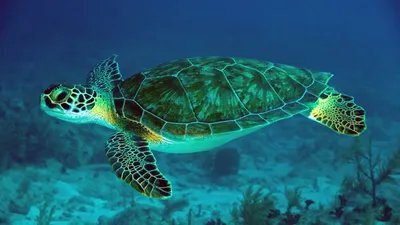 Bright Turtle Wallpaper Nature Wallpaper 4K 1920x1080 Brown