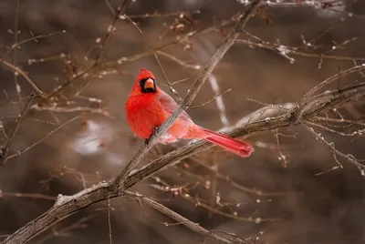 Animal Cardinal Animals Wallpaper 4K, Animals category
