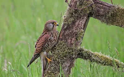 Detailed Hawk Perched Moss Covered Nature Wallpaper 4K 1918x1198 Moss-covered, Tree, Ultrawide