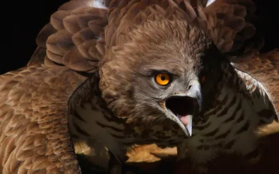 Close Fierce Hawk Abstract Wallpaper 4K 1918x1198 Close-up, Beak, Ultrawide