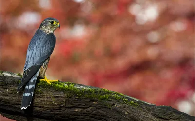 Hawk Perched Mossy Branch Vibrant Nature Wallpaper 4K 1918x1198 Autumn-colored, Ultrawide