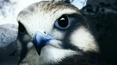 Close Hawk Detailed Feathers Eyes Abstract Wallpaper 4K 1918x1078 Close-up, Ultrawide
