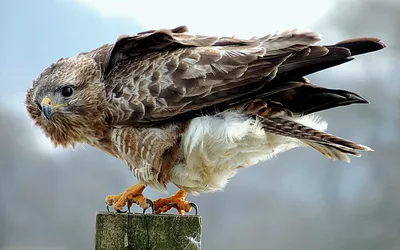 Animal Hawk Animals Animals Wallpaper 4K 2878x1798 Ultrawide, QHD