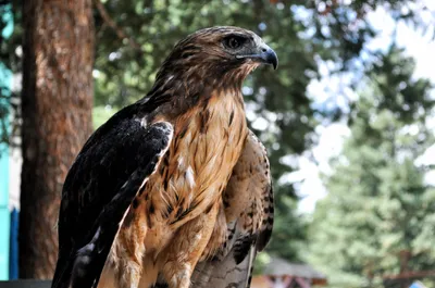 Close Hawk Perched Abstract Wallpaper 4K 4286x2846 Close-up, Ultrawide, 4k