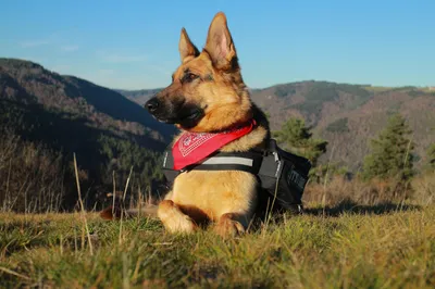 German Shepherd Dog Wearing Animals Wallpaper 4K 5182x3454 Ultrawide, 4k