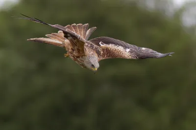 Majestic Hawk Mid Flight Abstract Wallpaper 4K 2046x1363 Mid-flight, Full HD, Ultrawide