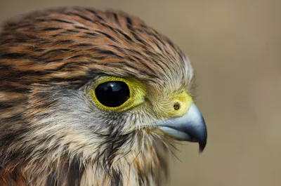 Close Hawk Head Its Yellow Abstract Wallpaper 4K 2558x1698 Close-up, Head, Full HD, Ultrawide