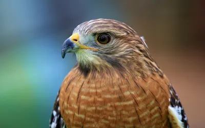Close Portrait Hawk Animals Wallpaper 4K 1998x1248 Close-up, Full HD, Ultrawide
