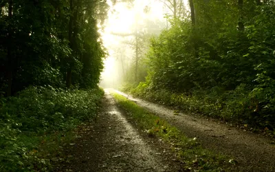 Serene Forest Bathed Soft Nature Wallpaper 4K 2560x1600 A, Serene, Forest, Path, Bathed, In, Soft, Sunlight, Surrounded, Lush, Greenery, Nature, White, Ultrawide, QHD