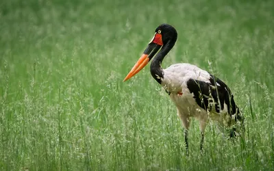 Saddle Billed Stork Black/Dark Wallpaper 4K 1918x1198 Saddle-billed, Ultrawide