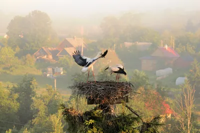 Stork Nest Two Birds Perched Nature Wallpaper 4K 2046x1363 Full HD, Ultrawide