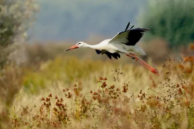 White Stork Mid Flight Abstract Wallpaper 4K 2046x1363 Mid-flight, Full HD, Ultrawide