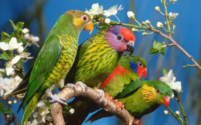Vibrant Group Colorful Parrots Perched Nature Wallpaper 4K 1920x1200 A, Vibrant, Hd, Desktop, Wallpaper, Featuring, Group, Colorful, Parrots, Perched, Flowering, Branch, Red, Pink, Green, Ultrawide, Full HD