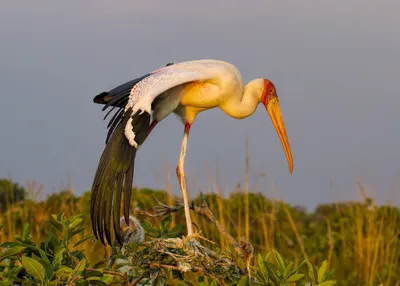 General Wallpaper 2046x1461 Animals Wallpaper 4K 2046x1461 Beak, Full HD, Landscape