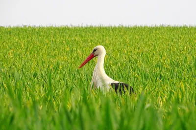 White Stork Bright Abstract Wallpaper 4K 2046x1363 Beak, Full HD, Ultrawide