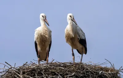 Two White Storks Standing Nest Nature Wallpaper 4K 2558x1634 Blue, Full HD, Ultrawide