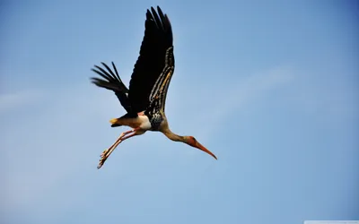 General Wallpaper 2558x1598 Animals Wallpaper 4K 2558x1598 Mid-flight, Blue, Full HD, Ultrawide