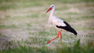 Animal Stork Animals Animals Wallpaper 4K 2046x1150 Full HD, Ultrawide