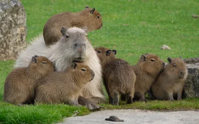 Vivid Group Wallpaper Abstract Wallpaper 4K 1920x1200 A, Group, Of, Capybaras, Resting, On, Green, Grass, Captured, Desktop, Brown, Gray, Ultrawide, Full HD