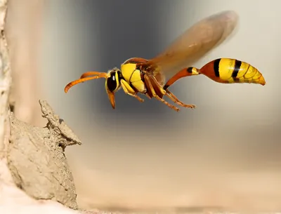 Macro Wasp Flight Near Tree Nature Wallpaper 4K 1969x1500 Hd, Desktop, Wallpaper:, Of, A, Macro, Shot, Wasp, Flight, Near, Tree, Trunk, Gray, Landscape, Full HD