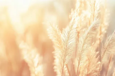 Dry Grass Full Sun World Wallpaper 4K 2208x1471 Full HD, Ultrawide