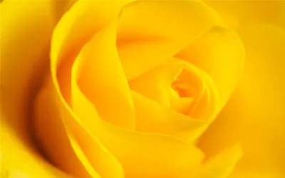 Close Vibrant Yellow Wallpaper 4K, Abstract category