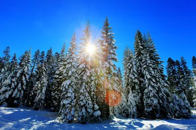 Serene Winter Forest Wallpaper 4K, Nature category