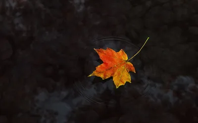 Vibrant Orange Maple Wallpaper 4K, Black/Dark category