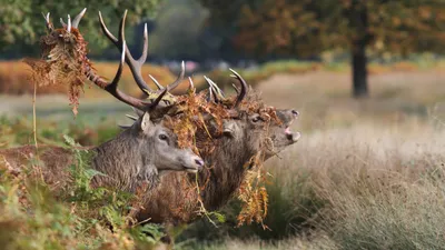 General Wallpaper 5182x2914 Animals Wallpaper 4K 5182x2914 Deer, Ultrawide, 4k