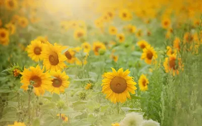 Bold Yellow Wallpaper Nature Wallpaper 4K 1920x1200 Yellow, Flower, Summer, Nature, Sunflower, Hd, Desktop, Gray, Ultrawide, Full HD