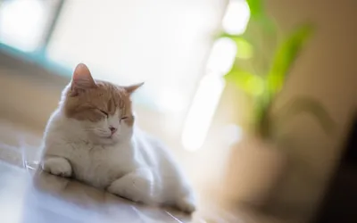 Relaxed Orange White Wallpaper 4K, Animals category