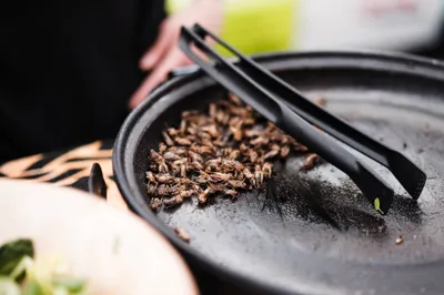Fried Insects Beetles Traditional Abstract Wallpaper 4K 2208x1471 Food, Full HD, Ultrawide