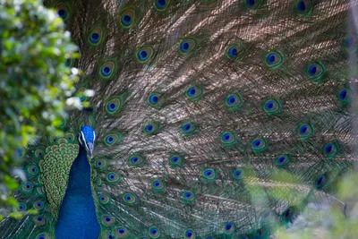 Animal Peacock Animals Animals Wallpaper 4K 5472x3648 Animal, Peacock, Hd, Desktop, Wallpaper, Background, Image, Brown, Gray, Landscape, 4K