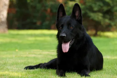 Vibrant Majestic Wallpaper Animals Wallpaper 4K 3600x2400 A, Majestic, Black, Dog, Lounging, On, Lush, Green, Grass, Showcasing, Sleek, Coat, Gray, Pink, Landscape, QHD