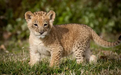 Playful Lion Cub Stands Animals Wallpaper 4K 1920x1200 A, Playful, Lion, Cub, Stands, On, Lush, Green, Grass, Capturing, Essence, Wildlife, Gray, Ultrawide, Full HD