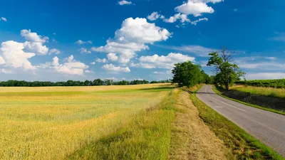 Tree Field Man Wallpaper 4K, Nature category