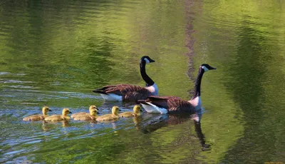 Serene Pair Geese Swimming Abstract Wallpaper 4K 2046x1179 Pair, Full HD, Ultrawide