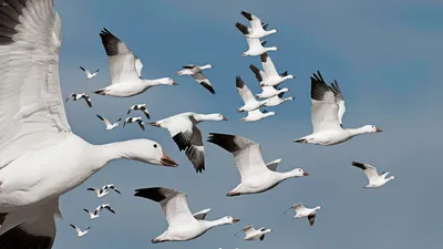 Flock Geese Flying Clear Nature Wallpaper 4K 1918x1078 Ultrawide