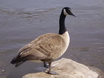 Animal Goose Animals Animals Wallpaper 4K 2046x1534 Full HD, Landscape