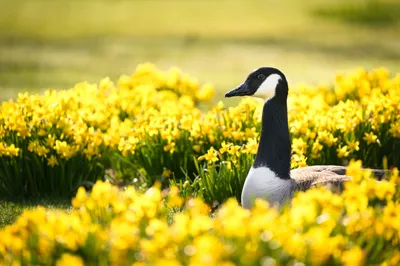 Animal Goose Animals Animals Wallpaper 4K 2998x1998 Ultrawide, QHD
