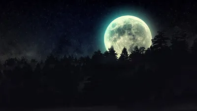 Dark Silhouette Forest Wallpaper 4K, Space category