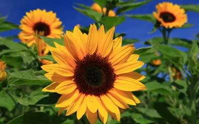 Vibrant Sunflower Full Wallpaper 4K, Nature category