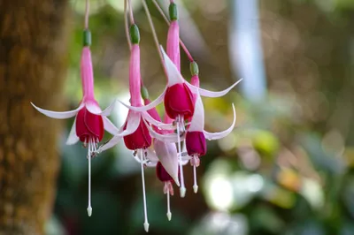 Moody Close Wallpaper Abstract Wallpaper 4K 2048x1366 Close-up, Of, Fuchsia, Flowers, With, Vibrant, Pink, And, White, Petals, Set, Against, Gray, Landscape, Full HD