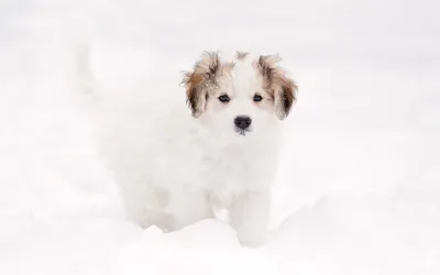 White Snow Puppy Animal Dog Animals Wallpaper 4K 1920x1200 White, Snow, Puppy, Animal, Dog, Winter, Animals, Hd, Desktop, Ultrawide, Full HD